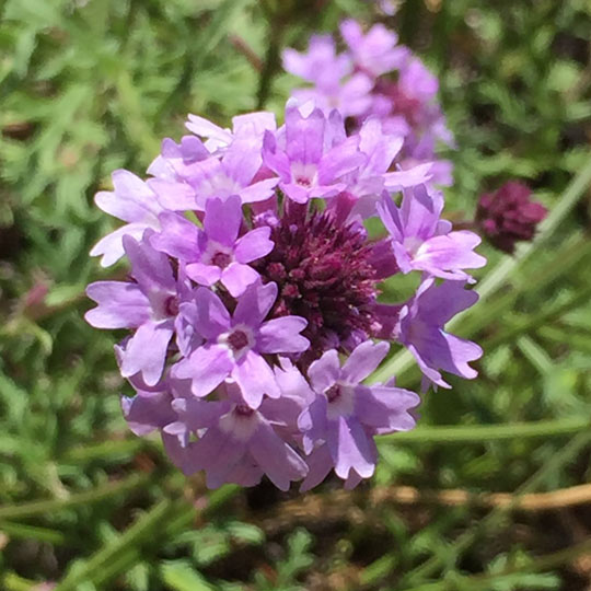 Lilac Verbena<