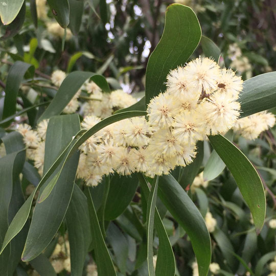 Australian Brush Cherry