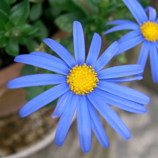 Blue Marguerite