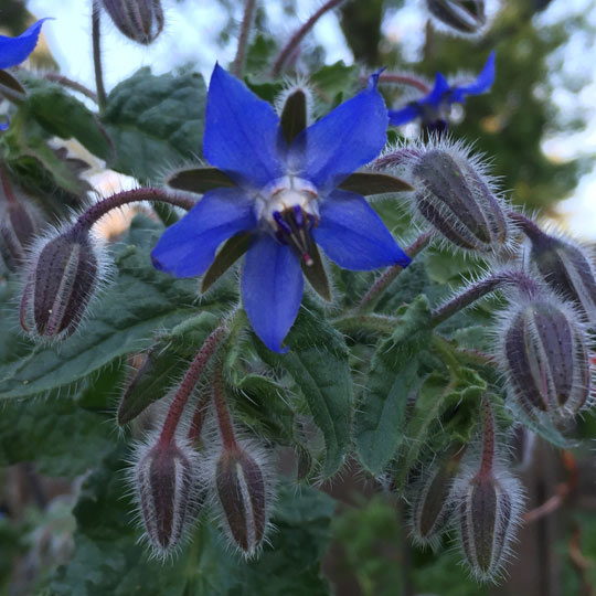 Borage