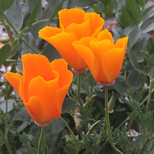 California Poppy