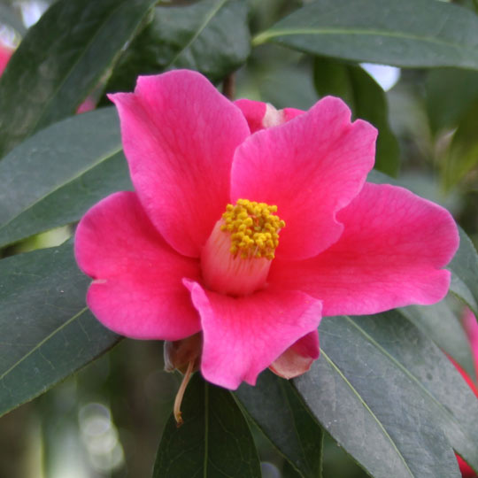 Camellia Reticulata