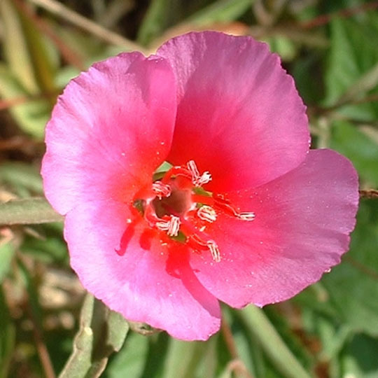 Clarkia amoena