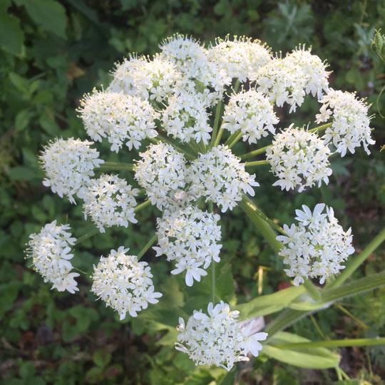 Cow Parsnip