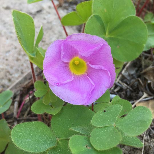 Ground Morning Glory