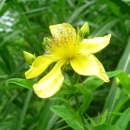 Hypericum Coris