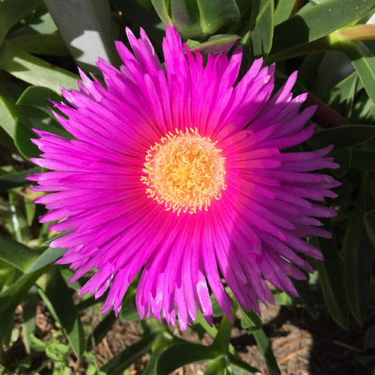 Ice Plant