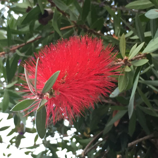 Lemon Bottlebrush