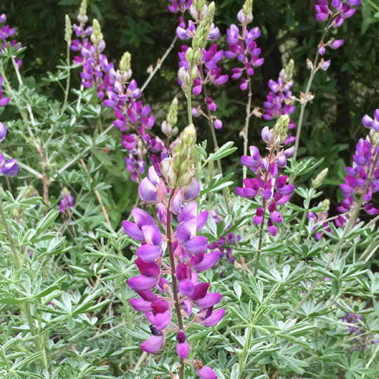 Lupine