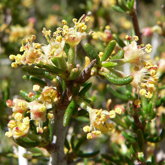 Mountain Mahogany