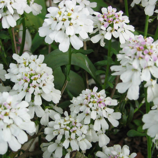 Perennial Candytuft
