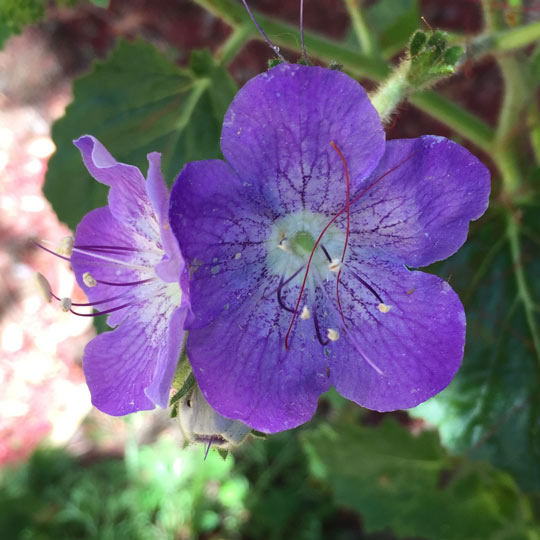 Phacelia Grandiflora
