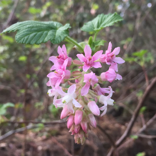 Pink-Flowering Currant