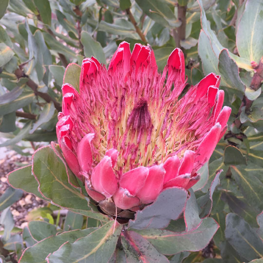 Protea