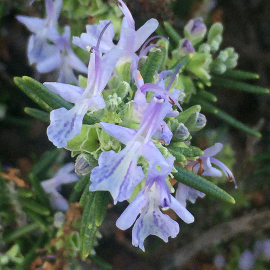 Rosemary