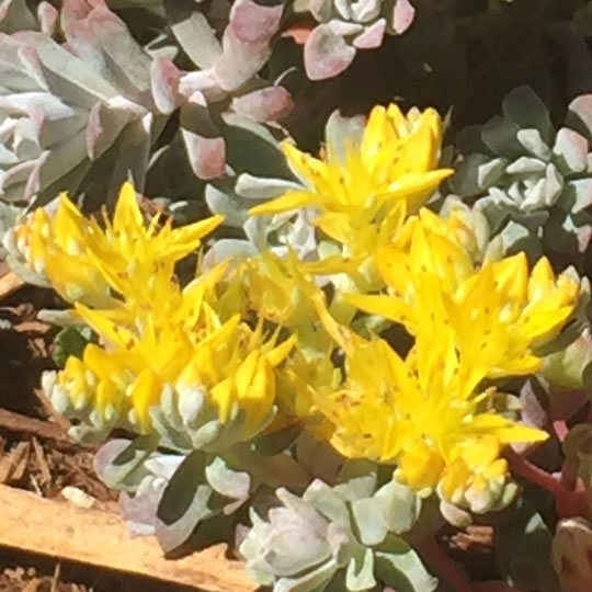 Stonecrop