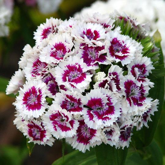 Sweet William