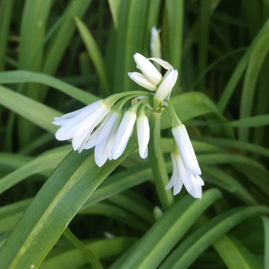 Three Cornered Leek