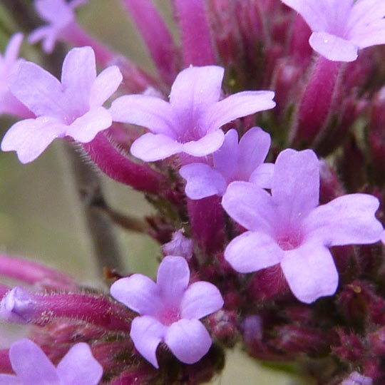 Verbena