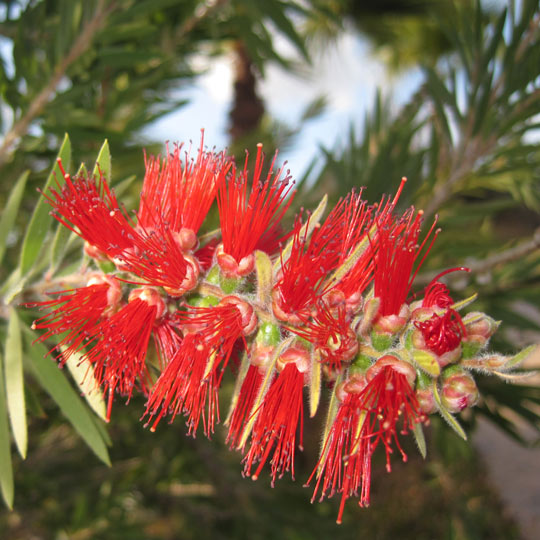 Weeping Bottlebrush