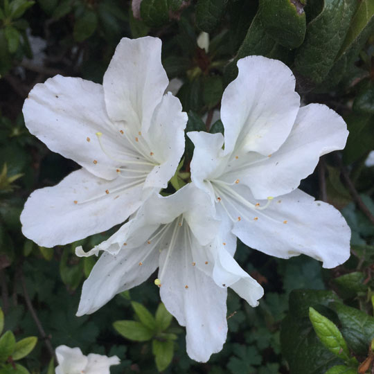 Western Bleeding Azalea