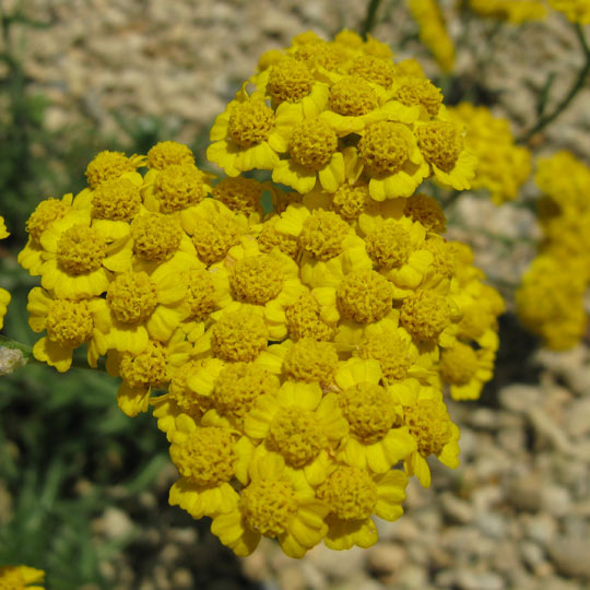 Wooly Yarrow